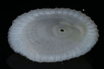 Media type: image;   Malacology 393854 Description: shell;